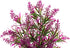 CNZ Aquarium Decor, Artificial Plastic Plant Green/Purple, 11.8-inch Fish Tank Decoration Ornament