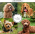 Chris Christensen Precious Drop Concentrate Dog Conditioner, Reduces Frizz & Matting, 16 oz, Groom Like a Professional