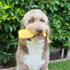 Doggie Dooley Heavy Duty Dog Chew Toy, Champagne Glass for Aggressive Chewers, USA Made Nylon, Large, 7 inch