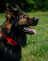 Boss Dog Tactical Collar, Medium, Red Camo