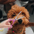 0 Inch Set 4 BESPORTBLE Pet Grooming Scissors Pieces Rose Purple Stainless Steel Dog Hair Scissors with Straight