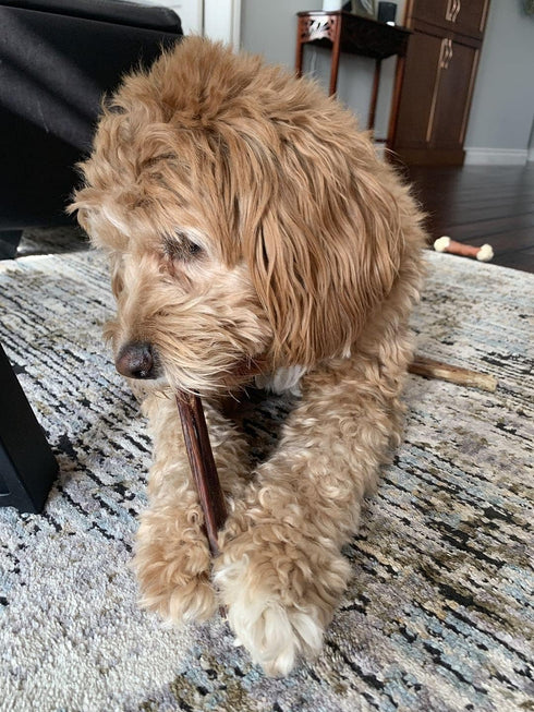 Bully Bunches All Natural 6 Inch Beef Jerky Sticks, Safe and Healthy Dog Treats for Light Chewers, 25 Pk