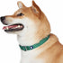 Blueberry Pet Essentials Matching Large Dog Collar, Adjustable Classic Solid Color Nylon Reflective Dark Green Collar