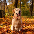 ADOGGYGO Fall Dog Collar with Bow - Adjustable Thanksgiving Collars with Removable Bowtie for Small Medium Large Dogs