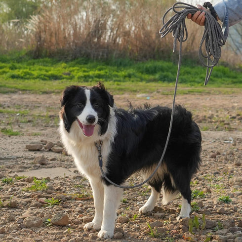NTR Long Dog Leash, 50FT Check Cord with Swivel Lockable Hook and Padded Handle for Small Medium Large Dogs