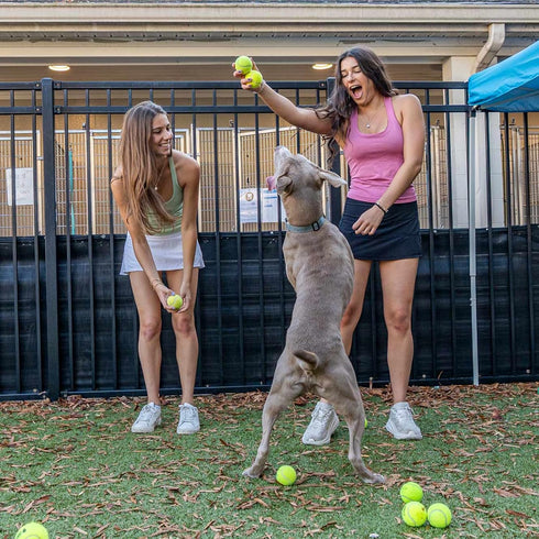 12 Pack INSUM Bulk Tennis Balls for Beginner High Elasticity Practice Tennis Balls with Mesh Bag, Suit for Pet Dog