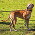 Genuine Leather Dog Leash, Heavy Duty Training Leashes for Large and Medium Dogs, 4FT / 5FT / 6FT Long, Black and Brown