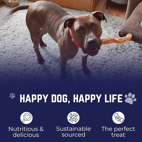 12 Inch 3 Pack Devil Dog Pet Co - Jumbo Bully Sticks for Dogs - Extra Thick Low Odor Grass Fed Beef Pizzle Chews