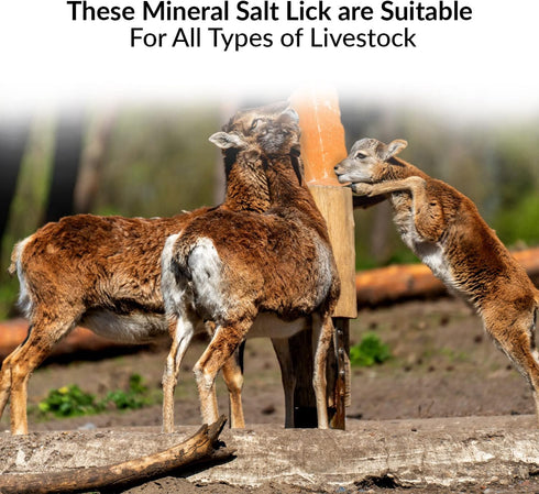 10 2 Counts Licking Salt for Deer Block - Animal Licking Mineral Salt Block, Natural Feed Salt Rock for Horse, Deer