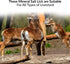 10 2 Counts Licking Salt for Deer Block - Animal Licking Mineral Salt Block, Natural Feed Salt Rock for Horse, Deer