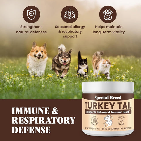 Immune 60 Organic Turkey Tail Mushroom for Dogs and Cats, Support with Beta Glucans and Polysaccharides, Digestive