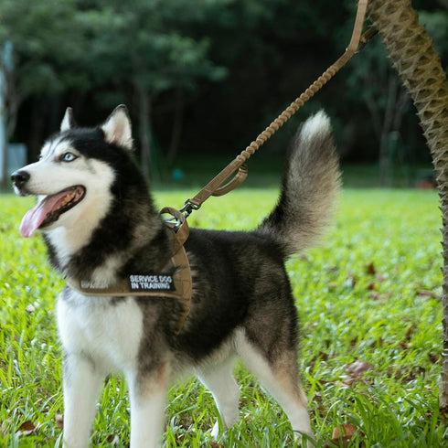 Excellent Elite Spanker Tactical Bungee Dog Leash, Adjustable Military Leash with Quick Release & 2 Control Handles