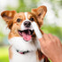 50 Count Groomer Essentials Finger Toothbrushes