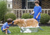 Hertzko Pet Bath & Massage Brush - Dog Bath Scrubber for Shampooing and Massaging Dogs, Cats, Small Animals
