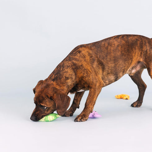 Fringe Studio Plush Dog Toy Set, Small 3 Piece Set, Wild Times, Pet Shop Collection (662052)