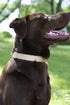 Premium Nylon Dog Collar with Metal Buckle for Small Medium Large Breeds - Country Brook Petz, Copper Gold, Medium, 3/4