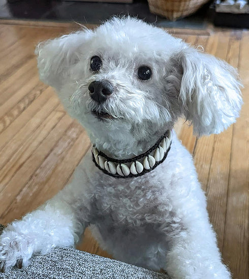 Designer Seashell Dog Collar Pet Necklace - Luxury Nautical Dog Jewelry, Unique Coastal Dog Collar for Beach Fun