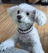 Designer Seashell Dog Collar Pet Necklace - Luxury Nautical Dog Jewelry, Unique Coastal Dog Collar for Beach Fun
