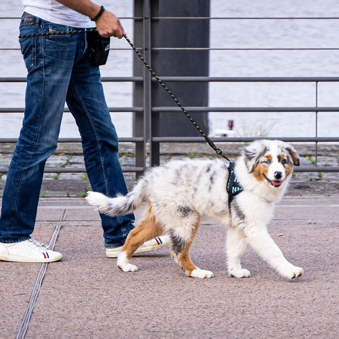 5/6 FT Strong Pet Dog Leash with Soft Padded Handle, Highly Reflective Rope for Night Walking (6ft)
