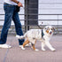 5/6 FT Strong Pet Dog Leash with Soft Padded Handle, Highly Reflective Rope for Night Walking (6ft)