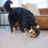 12" 8.5" 9" Outward Hound Hedgehogz Stuffed Dog Toy Soft Plush Hedgehog, Grunts & Squeaks, XL, x x