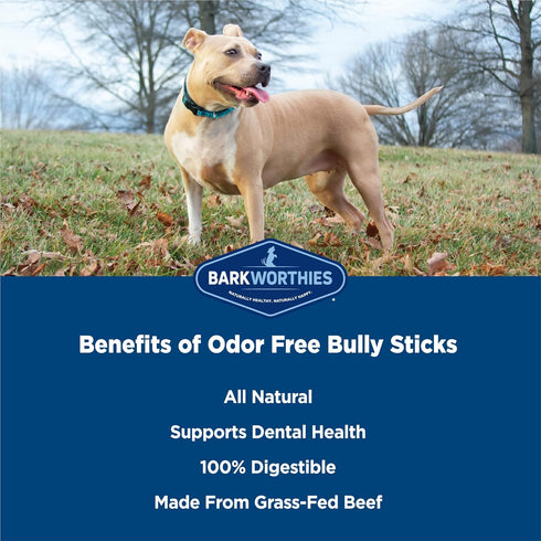 Barkworthies Odor-Free 6 Inch Bully Sticks - 5 Count (Pack of 1) - All-Natural Rawhide Alternative, Promotes Dental