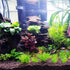 kathson Large Driftwood Natural Wood Assorted Branches, Fish Tank Driftwood Decoration for Reptiles