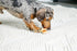 Hartz Chew ‘n Clean Tri-Point Dog Toy, Chicken Flavored Chew Toy and Treat in One, Small