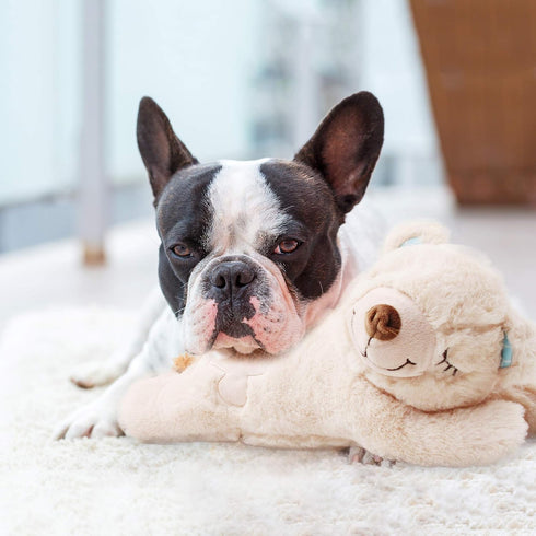 PetPrime Dog Plush Toy, Heart Beat Puppy Plush Bear with Warmer Bag, Soft Anxiety Relief Toy for Dogs
