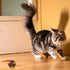 Gigwi Interactive Cat Toy, Automatic Moving Mouse with Furry Tail, Squeaky Toy for Indoor Cats, Orange Ear