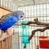 2 Packs Parrot Bird Perches - Natural Wild Grape Stick Grinding Paw Climbing Cage Accessories Toy for 3-4 Parakeets
