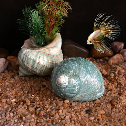 iao.v.p 2pcs 1.9-2.2" Decoration(2pcs Large Hermit Crab Shells, XXL Size Opening Big Hermit Crab Shells, Natural Sea