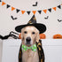 2023 NEW Halloween Holiday Dog Collar with Bow Tie for Boys and Girls, Suitable for Small Medium Large Dogs