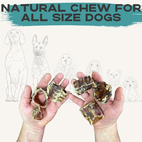 (1/2-2" (2 lbs)) JACK'S PREMIUM Beef Trachea -Thick Beef Dog Chews All Natural Made in USA One Ingredient Rawhide