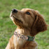 Flower Patterns Dog Collar with Accessories, Soft Cotton Collars for Small Medium Large Female and Male Dogs (Daisy L)
