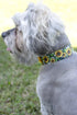 Country Country (1 Inch, Brook Petz - Premium Dairy Fields Dog Collar - and Western Collection Featuring Rustic Designs