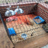 10Pcs Chinchilla(Blue) Rabbit Litter Box Toilet,Bunny Plastic Square Cage Toilet with Grate Rabbit Corner Litter