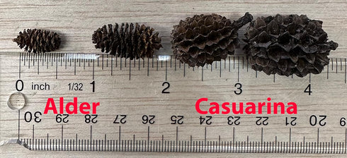 Awesome Aquatic Alder & Casuarina Cones, Betta Shrimp Tank, Promotes Natural Habitat (50 Pack Alder)
