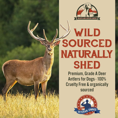 Heartland Deer Antlers for Dogs, Grade A Naturally Shed Antlers, Chew Toy for Aggressive Chewers (Small: 4-5 Deer