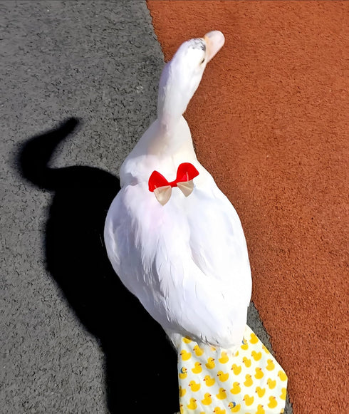 Magnoloran 2 Pack Chicken Diapers for Hens, Roosters, Diapers for Ducks, Ducklings, Reusable Pet Diaper with Bow Ties