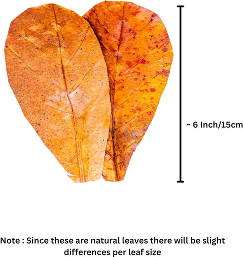 6 Inch Pack 10 Hermit Crab Tank Accessories Indian Almond Leaves of Natural Catappa Leaves for Aquarium & Reptile Tanks