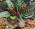 FLmoving Reptile Terrarium Decor Plants,Amphibian Habitat Decor,Artificial Plants for Tank Accessories (Calathea