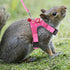 Wontee Small Pet Harness Vest and Leash Set for Gerbil, Guinea Pig, Squirrel, Kitten - M, Pink Star