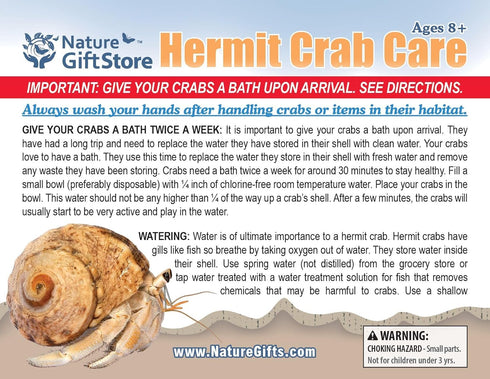 Store 2 2 Nature Gift Live Hermit Crabs Shipped Now-with Premium Hermit Crab Shells: Land Crabs with Extra Shells