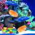 2Pcs Betta Fish Mushroom Hammock with 30 Luminous Stones, Soft Silicone Aquarium Rest Bed
