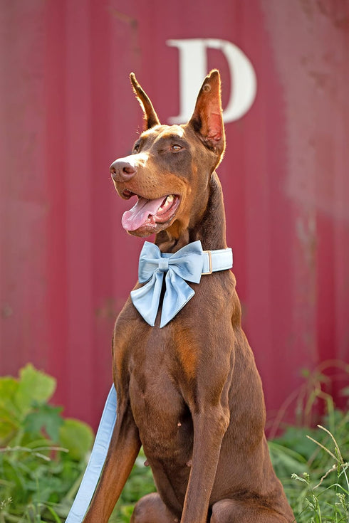 Unique Style Paws Silk Blue Dog Collar, Adjustable Durable Collar with Bowtie for Medium Dogs