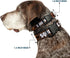 Buckle-Down Plastic Clip Collar - Dug 3-Poses/SQUIRREL! - Brown/Yellow/White, 1" Wide, Fits 9-15" Neck - Small
