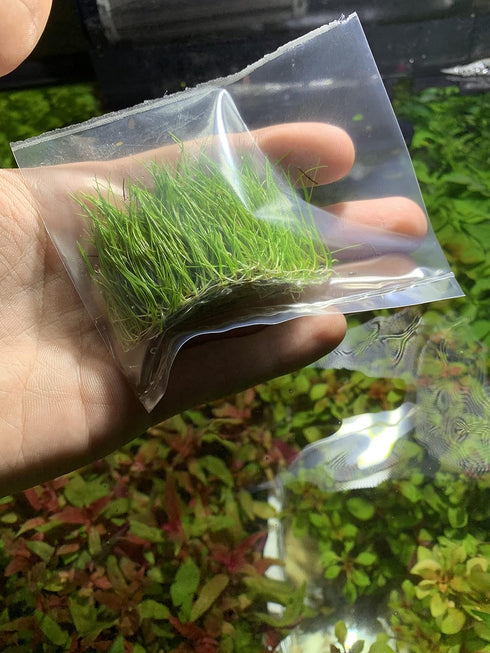 BUY2GET1FREE Marcus Fish Tanks - Dwarf Hairgrass Eleocharis Parvula Live Aquarium Plants Carpeting Plant for Aquatic