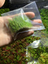 BUY2GET1FREE Marcus Fish Tanks - Dwarf Hairgrass Eleocharis Parvula Live Aquarium Plants Carpeting Plant for Aquatic