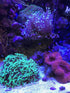 Reef Builder, 600 g / 1.3 lbs for Marine Aquariums